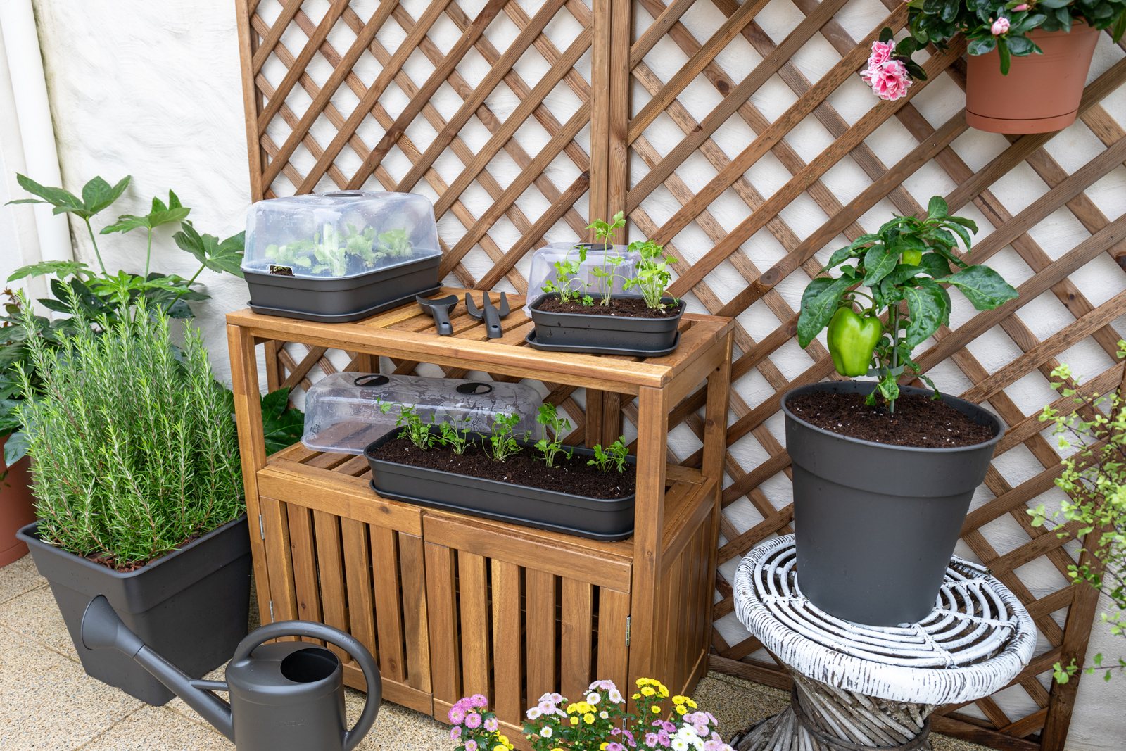 Blog - Ervas Aromáticas